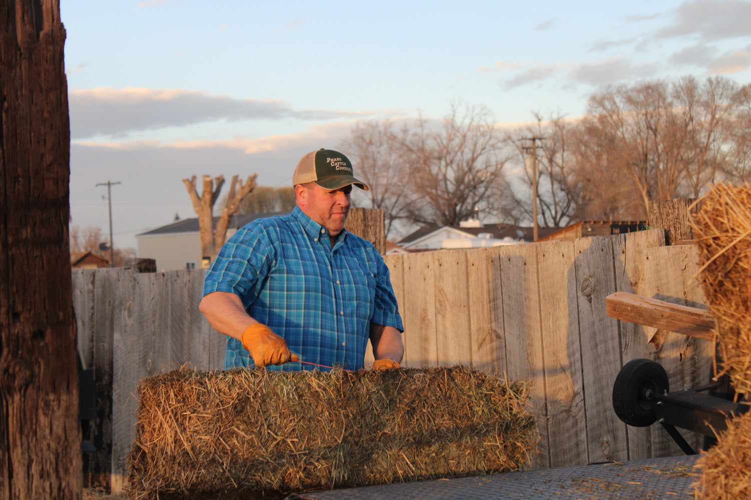 Loading the feed truck to nourish our Angus and Wagyu cattle, ensuring top-quality beef production