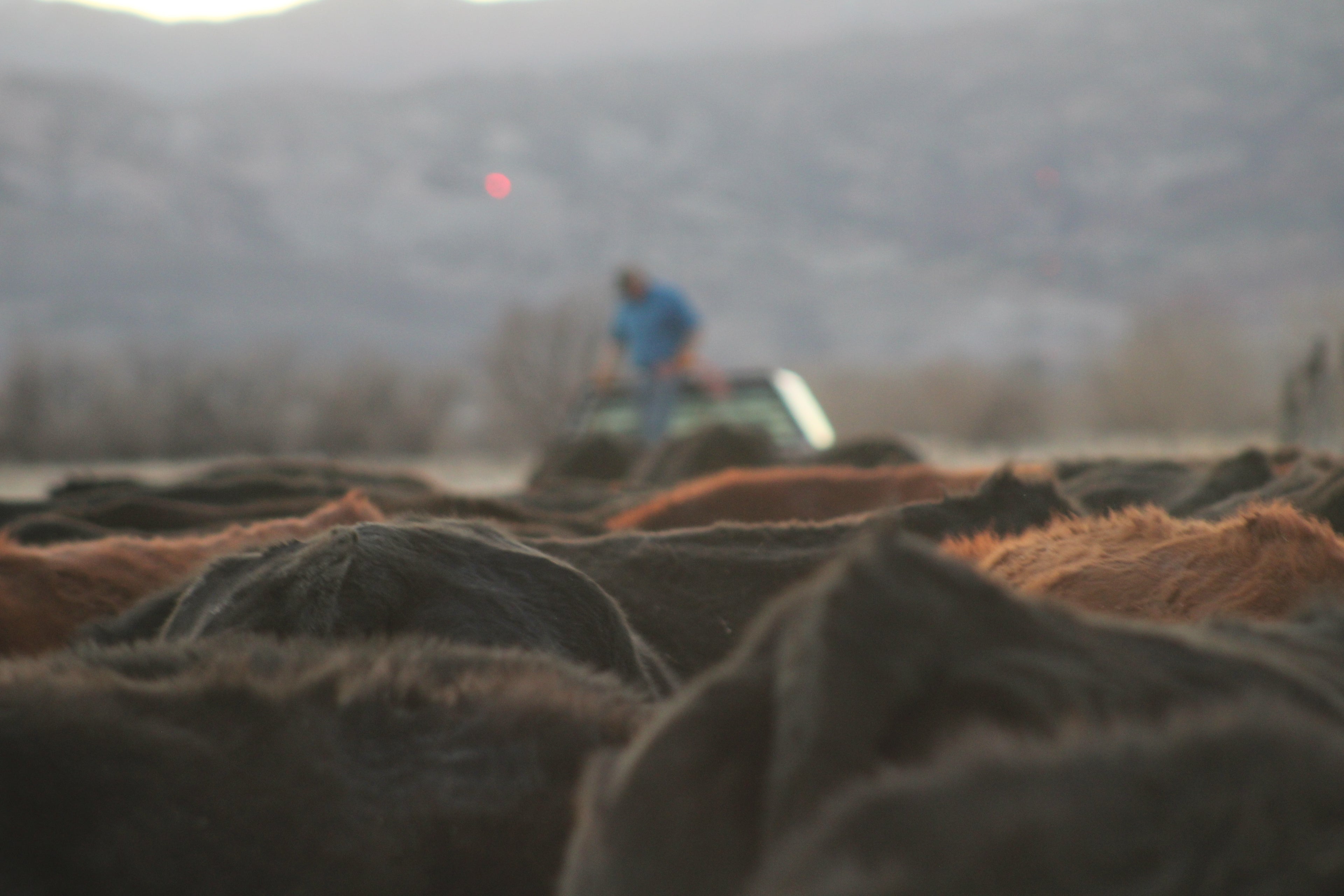 Farmer Steve feeding his premium waygu herd.